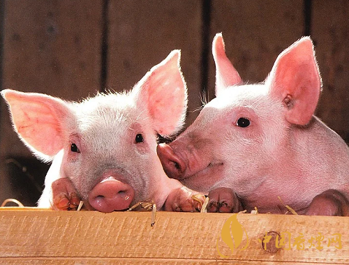 2020猪肉价格最新行情 过年猪肉会涨价吗