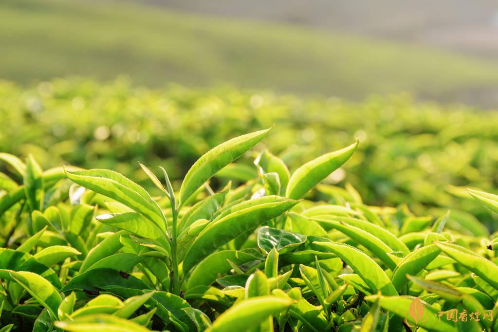 绿茶有些什么种类  绿茶的冲泡方法