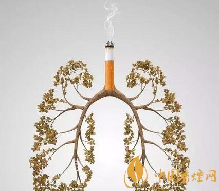 吸烟会对身体哪些器官造成伤害?