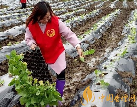 四川烟叶产区高质量完成10844万亩烤烟适时移栽！